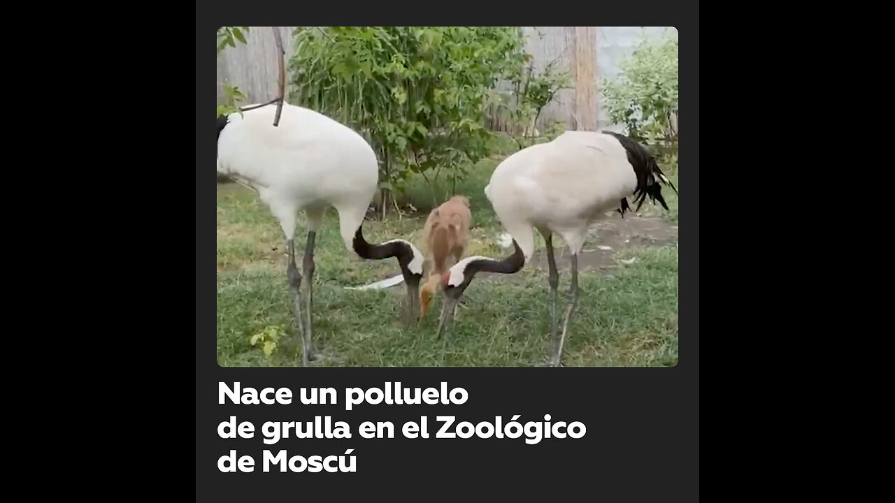 Dos grullas japonesas de 20 y 30 años tienen una cría en el Zoológico de Moscú