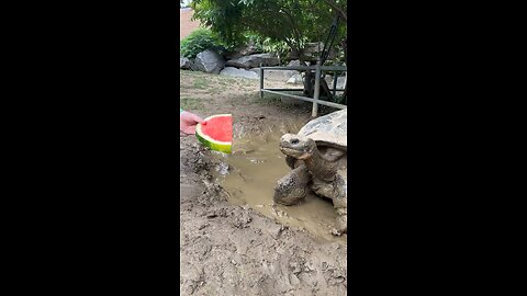 The only thing getting Galapagos tortoise mommy out of her mud wallow watermelon