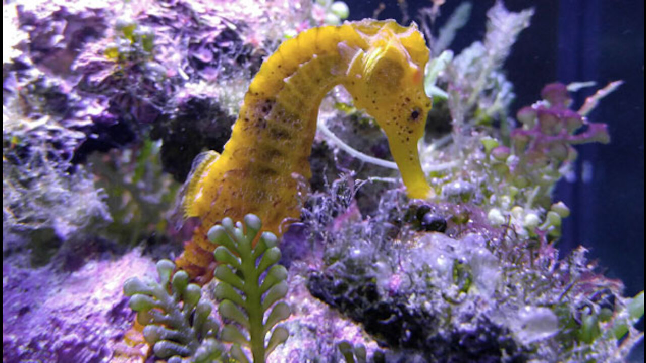 Apareamiento caballitos de mar en acuario domestico