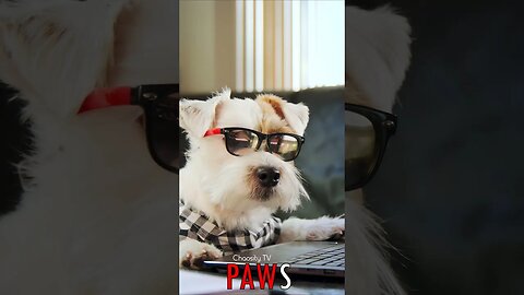 🐶 #PAWS - Canine Pro: Playful Jack Russell in Work Mode, Tapping Keys with Joyful Efficiency 🐾