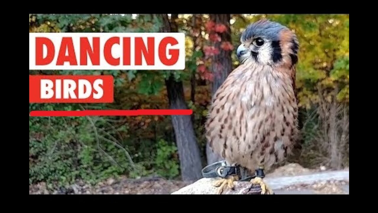 Watch and Laugh with Funny Dancing Bird