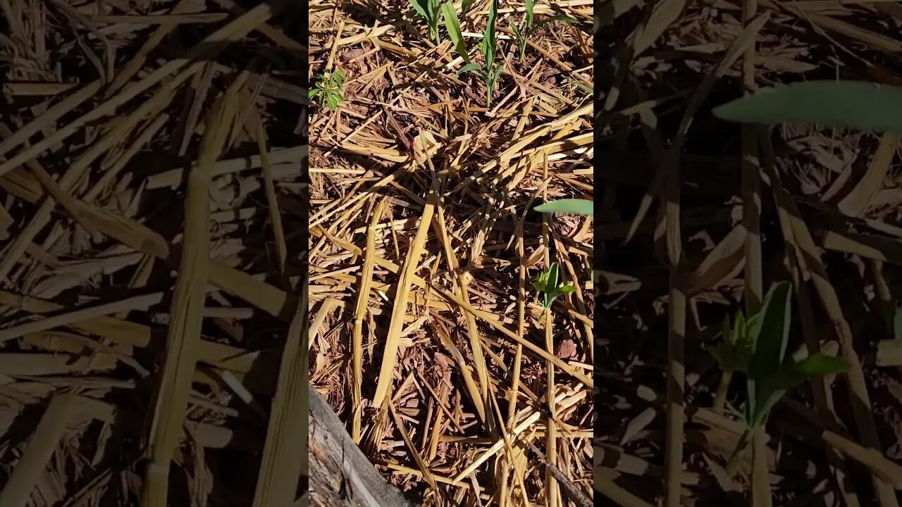 Moringa trees are growing in the corn block!