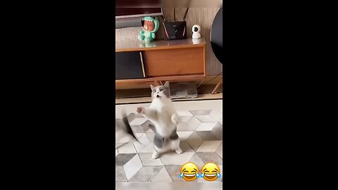 Funny cats😂😂😂