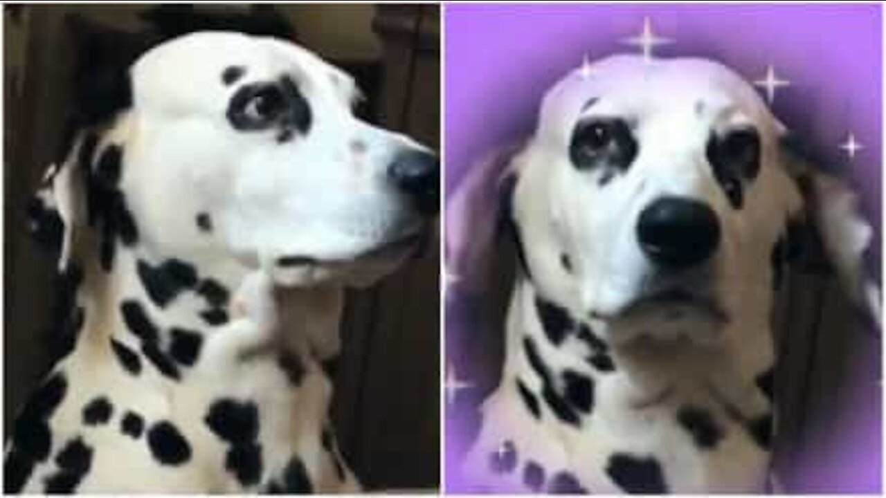 Questo dalmata sa bene come mettersi in posa per Instagram?