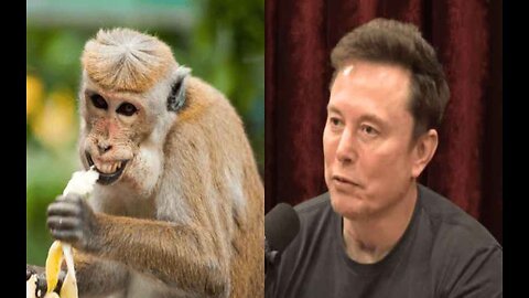 ‘Transgender’ Monkeys, DEI and More Ridiculous Federal Spending Elon Musk