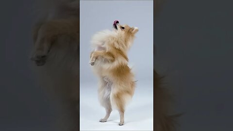 Smiling Pomeranian #shorts #short