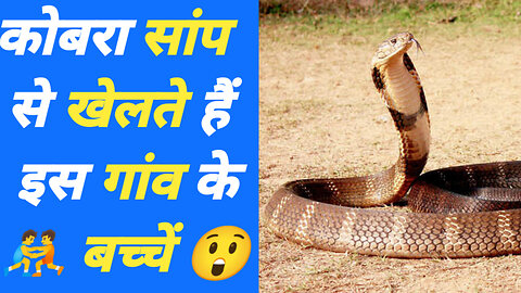 कैसे cobra सांप से खेलते हैं इस गांव के बच्चे?😲