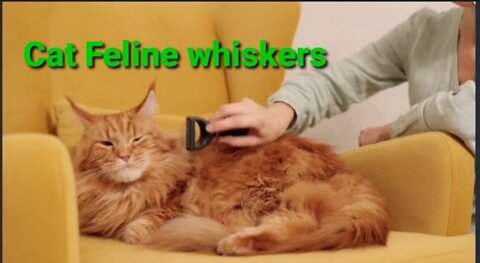 Cat Feline whiskers