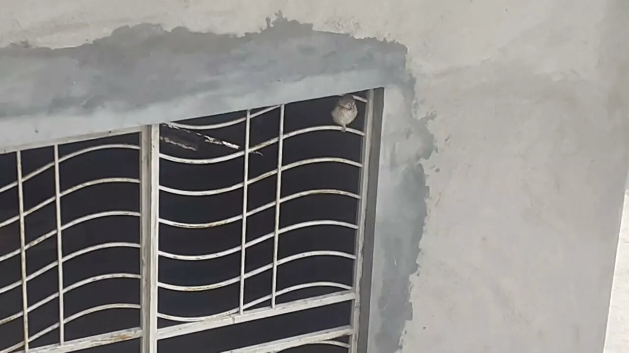 Afternoon routine of baby owl