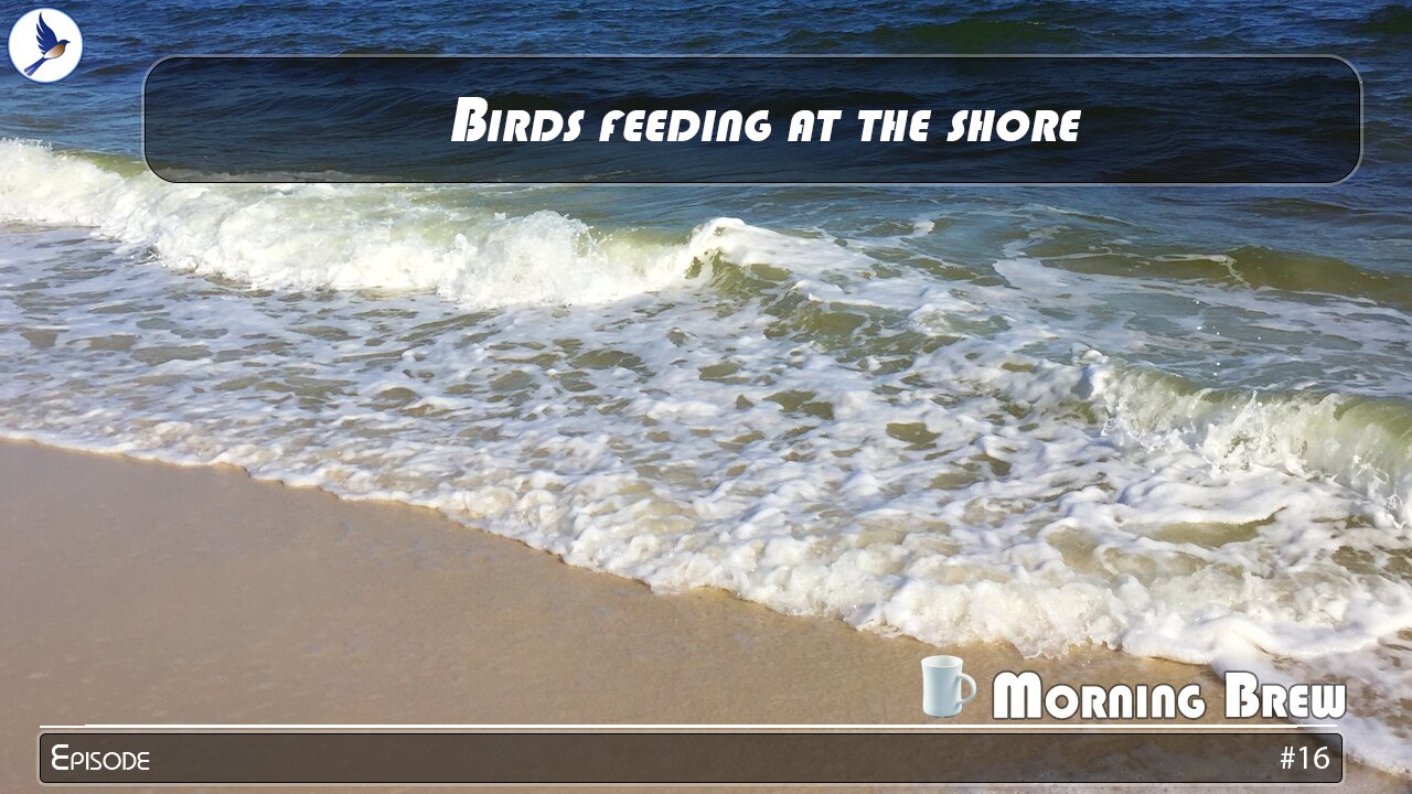 Birds feeding at the shore