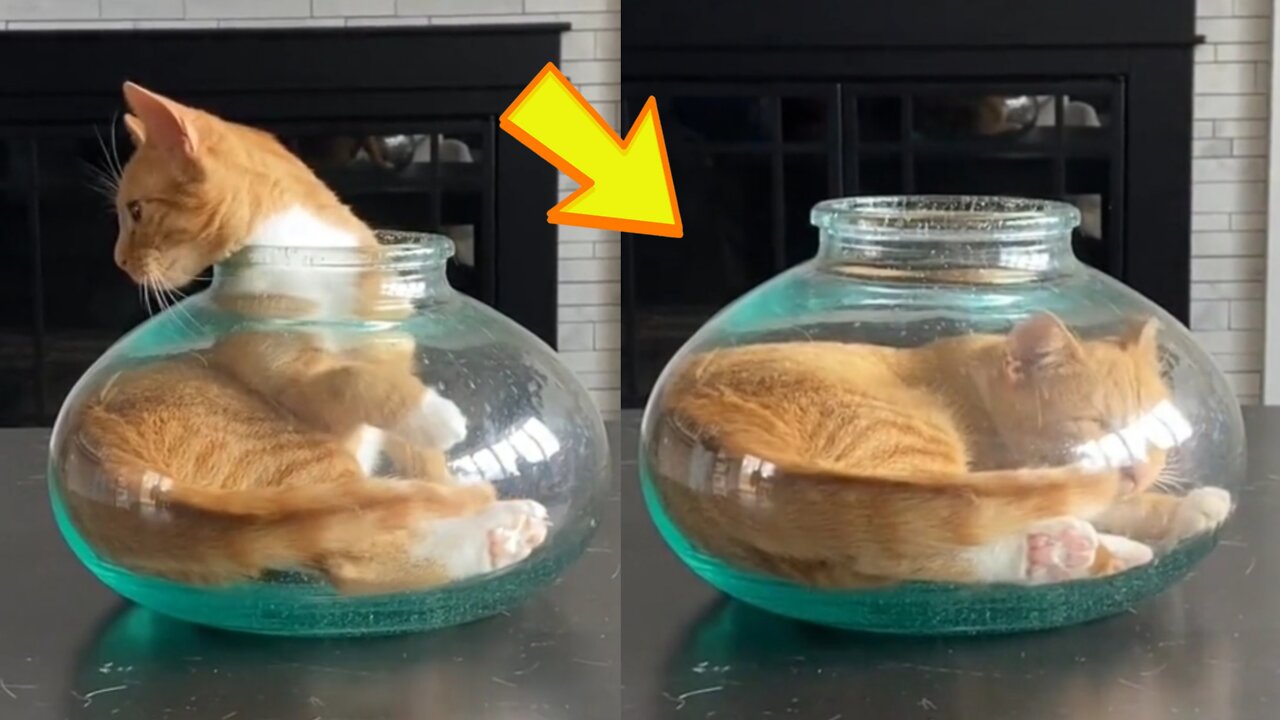 very cute cat and dog