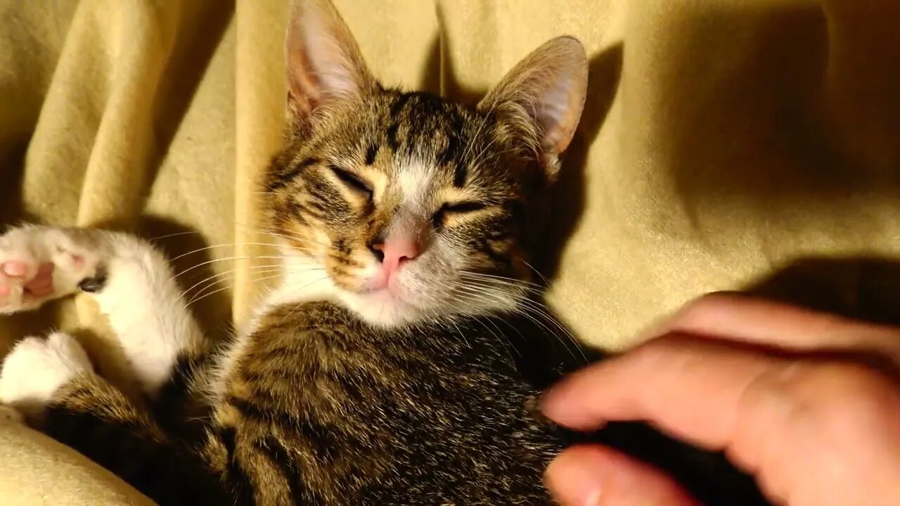 Small Cat Wakes Up on the First Morning in His New Home