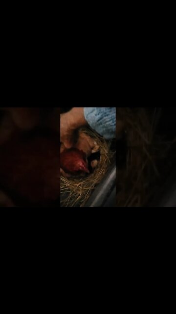 Good morning Forest, counting the babies, she has 13 chicks