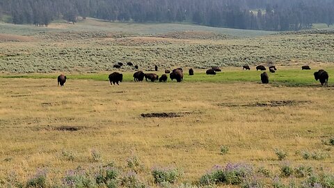 Bison herd