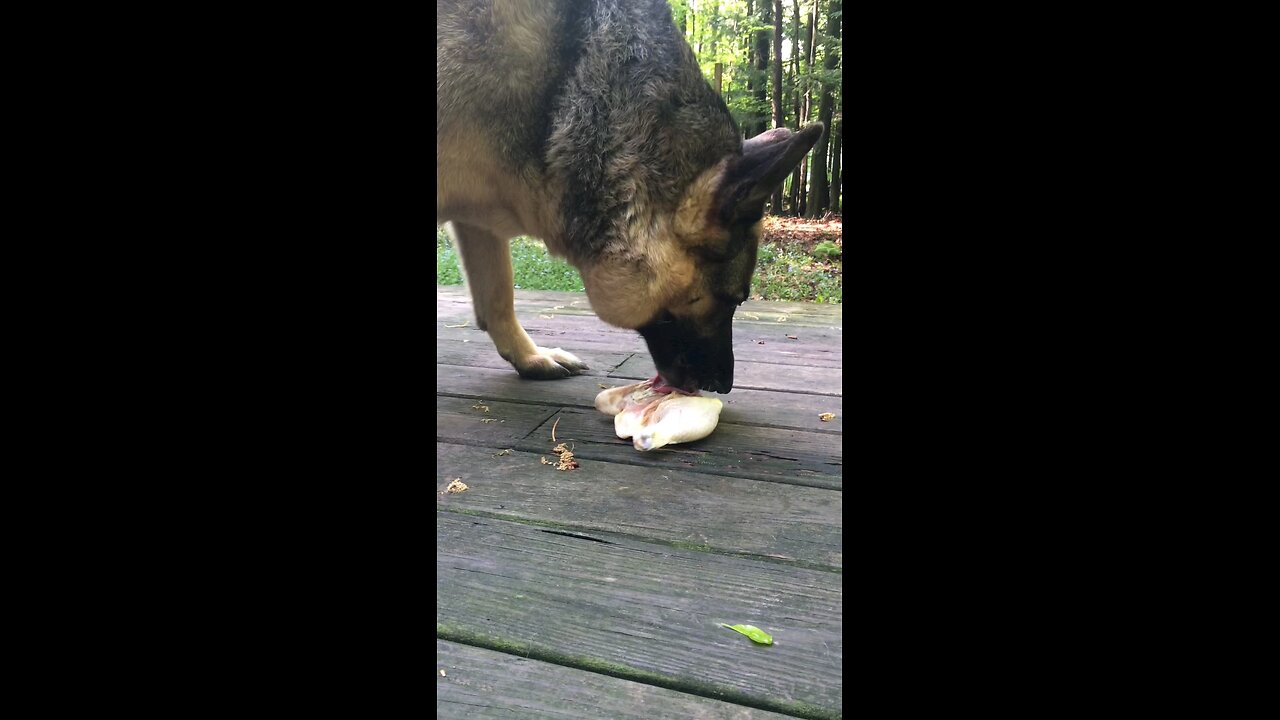 Fly The German Shepherd LOVES The Simple Life 🐶❤️🤗 #gsd #doggo #germanshepherd