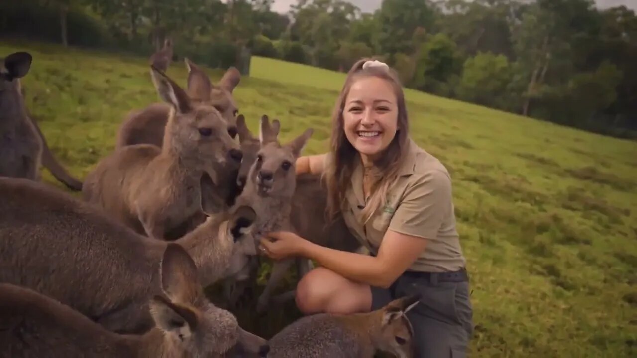 Learn all about Kangaroos and Wallabies-2