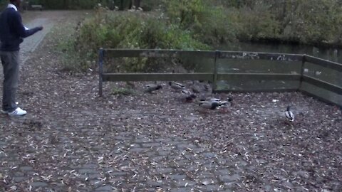 Gerechtigkeit für Deutschland - Enten, Rebhühner und Blässhühner in der Herbstsaison