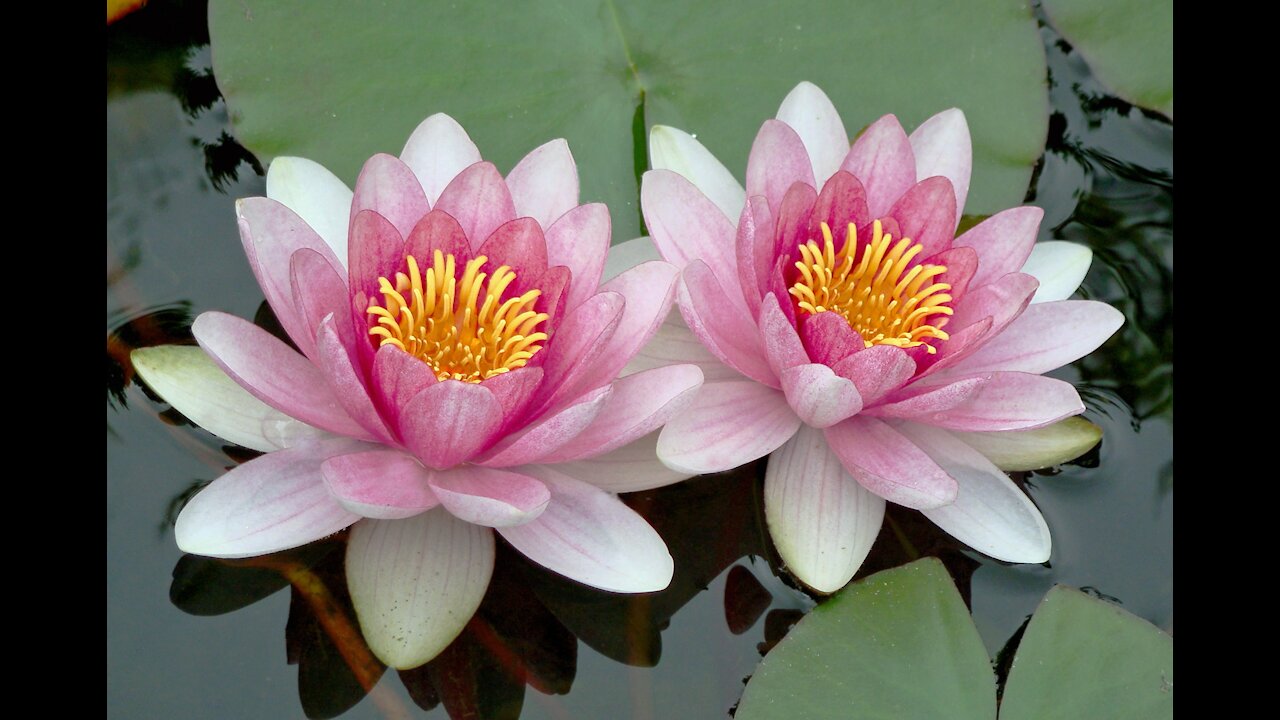 Gorgeous Relaxing Music: getting peace in your mind