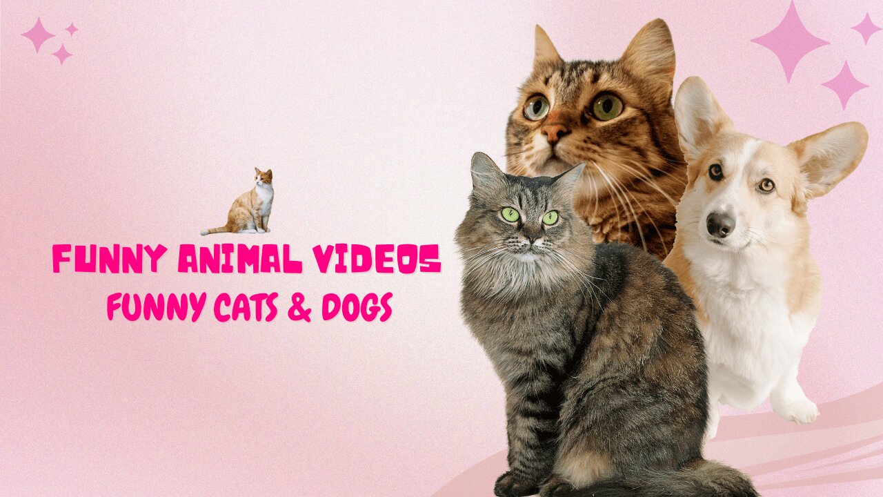 Funny Animal Videos: Funny Cats & Dogs That Will Make You Laugh!