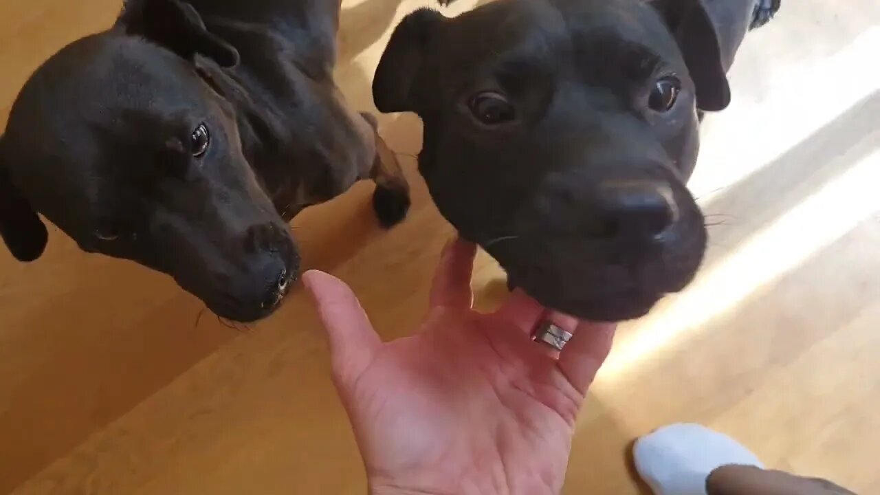 WHAT MAKES A GOOD DOG? My SUBJECTIVE and OBJECTIVE opinions. Patterdale Terriers