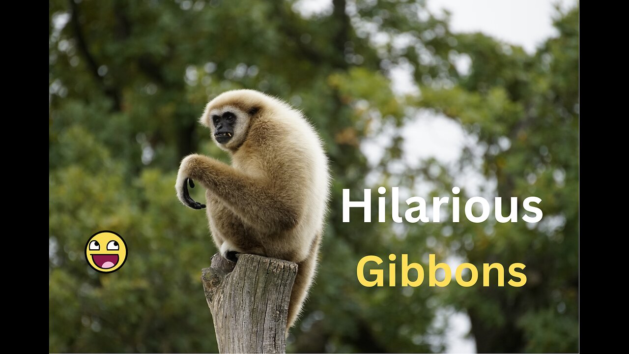 "Giggling Gibbons Galore: Hilarious Monkey Business Compilation!"