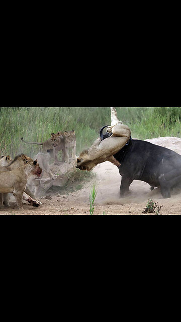 When buffalo angry lion was the victim #aninallovers #wildlife
