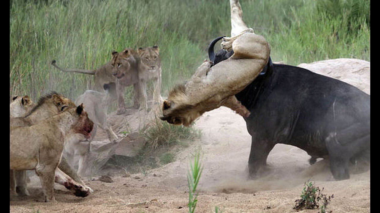 When buffalo angry lion was the victim #aninallovers #wildlife