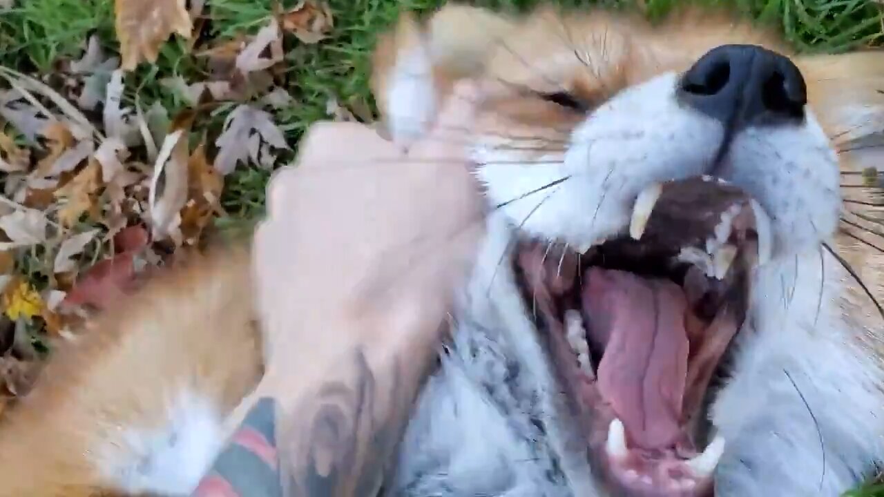 If you've never heard a fox laugh, you’re welcome!