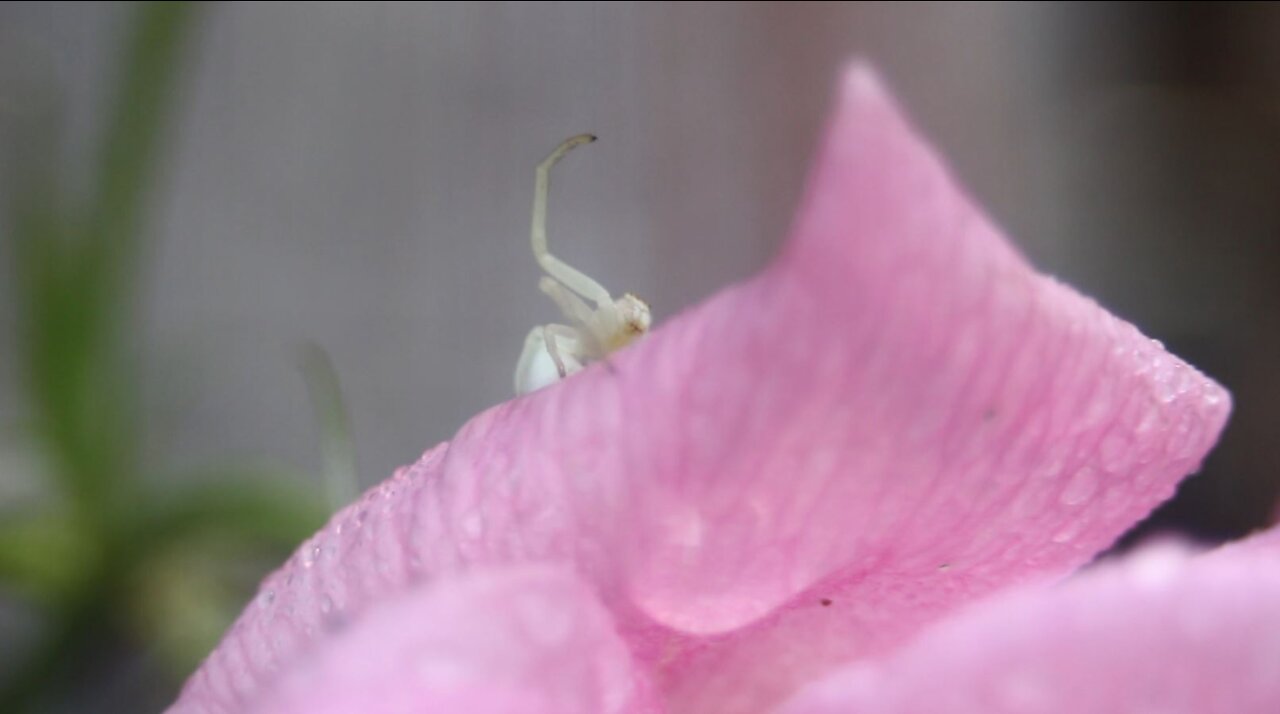 White Crab Spider on a Pink Rose