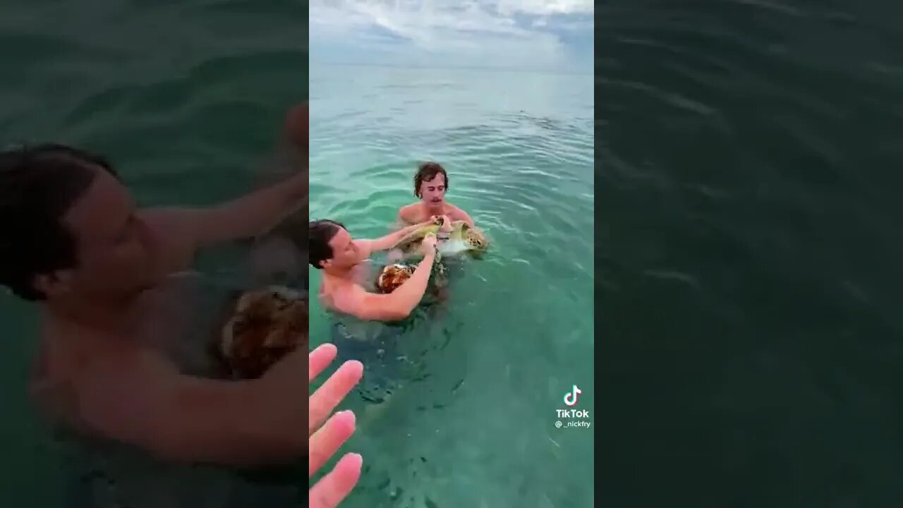 Crush from Nemo gets saved