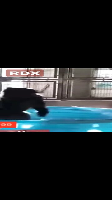 Gorilla Dance on Kacha Badam