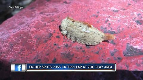 WARNING: Venomous puss caterpillar found crawling near busy Tampa Bay playground