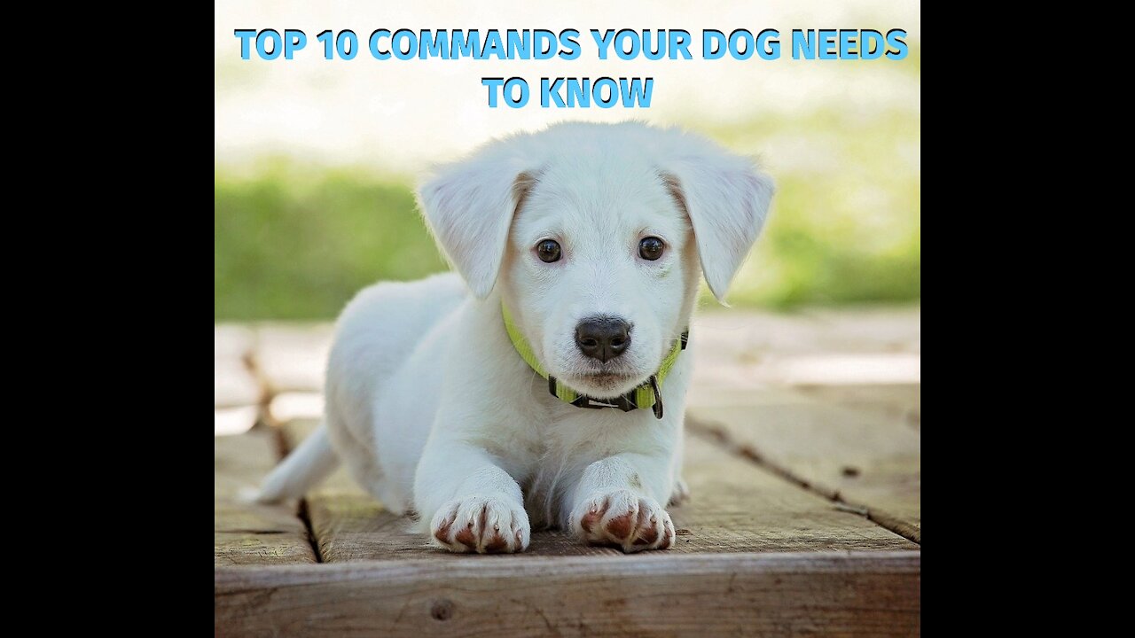 Top Ten Commands EVERY Dog Needs To Know!!