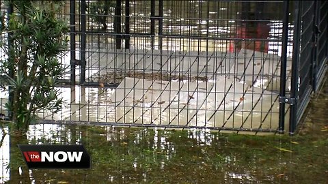 Animal rescue in Bradenton under water after storm, asks for help on social media