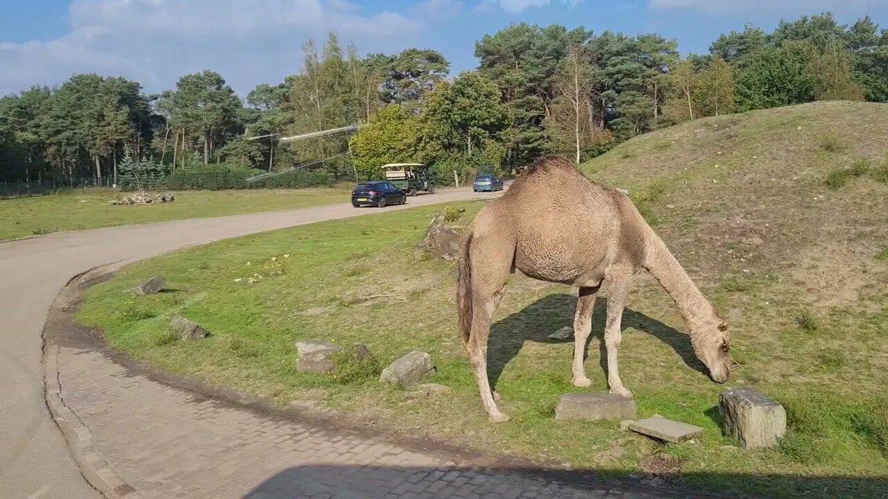 DROMEDARIES DROMEDARY SAFARI PARK DROMEDARISSEN. BEEKSE BERGEN