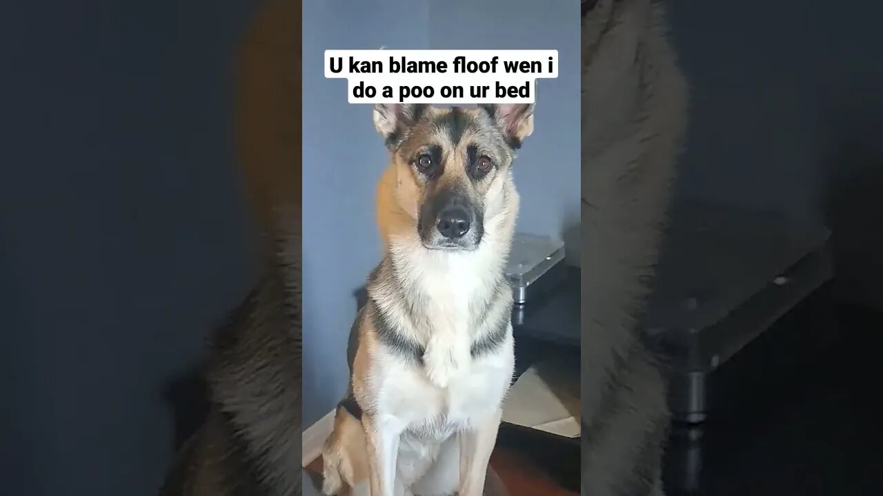 What's Between My Dogs Ears? #shorts #doggo #dogmeme #shepsky