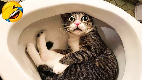 These cats will make you lough.. :D