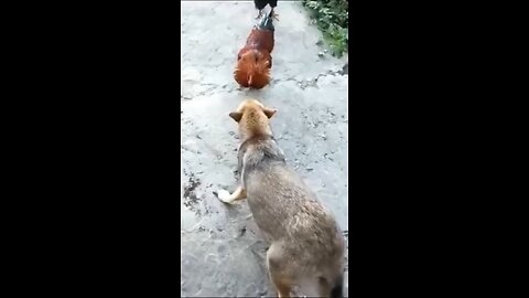 🐕DOG VS COCK🐓 FIGHT FUNNY VIDEOS💖