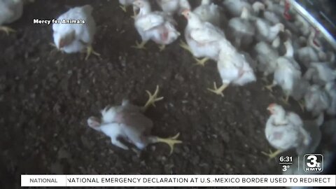 "Costco Exposed" campaign uses undercover video from local farm that supplies Fremont chicken plant