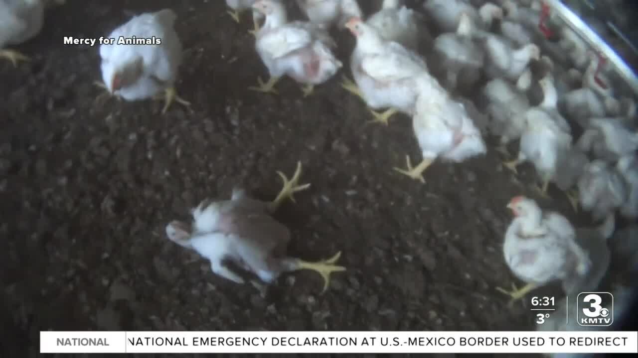 "Costco Exposed" campaign uses undercover video from local farm that supplies Fremont chicken plant