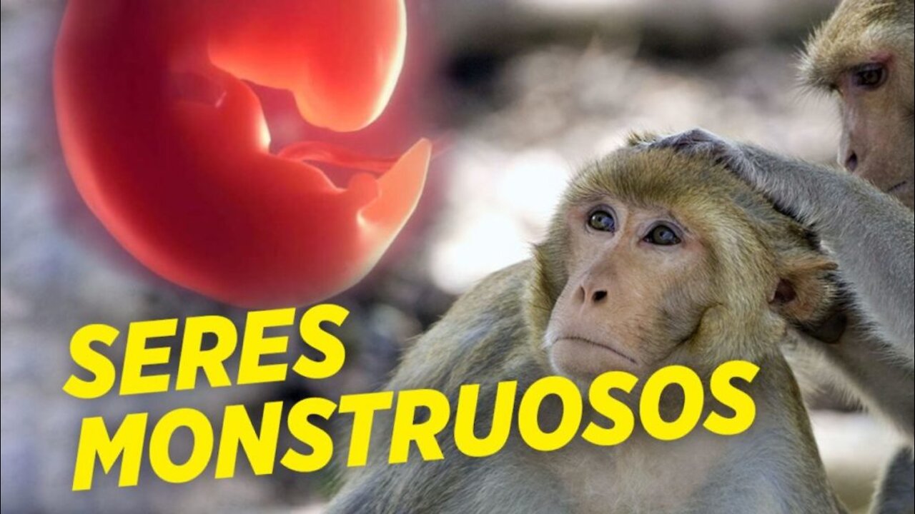 👨‍🔬🧪👺Crean HÍBRIDOS HUMANOS-MONOS a partir de CÉLULAS HUMANAS