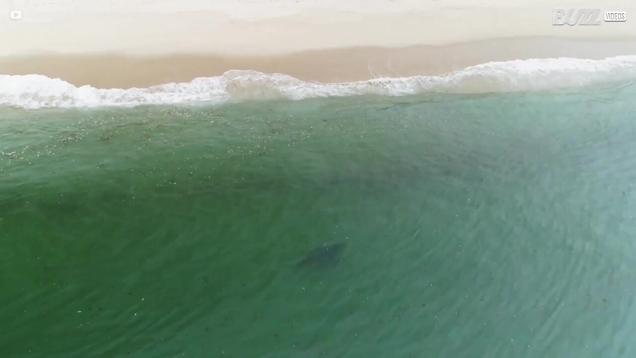 Squalo avvistato a pochi metri dalla spiaggia di Truro, negli Stati Uniti