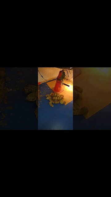 big sulcatta tortoise