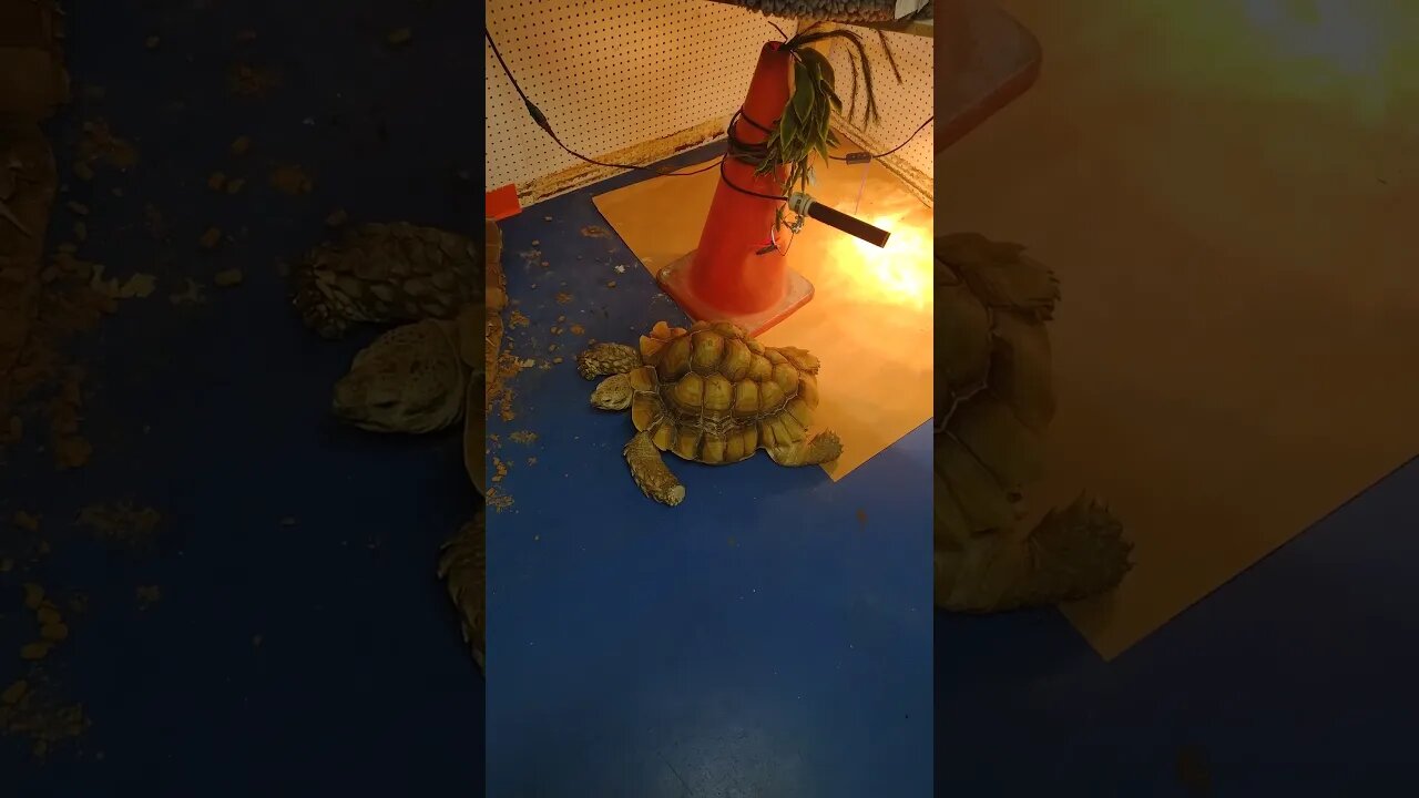big sulcatta tortoise