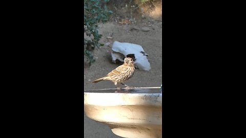 House Finch🐦Evening Sip