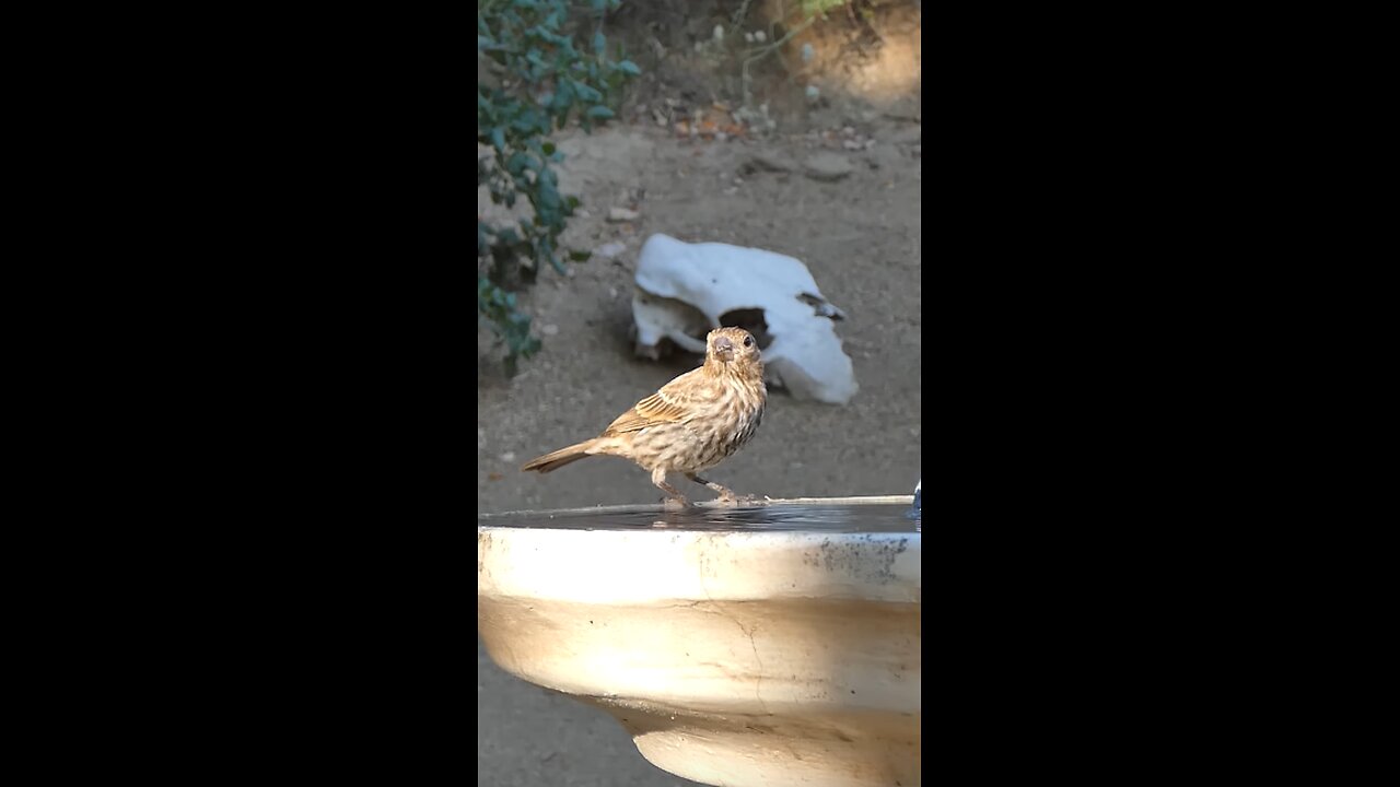 House Finch🐦Evening Sip