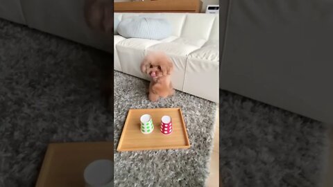This dog surely can't be tricked so easily! 😂🐶
