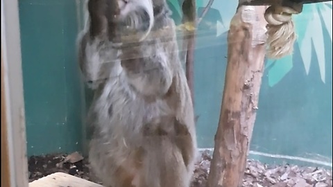 Cute monkey eating fruit at the zoo