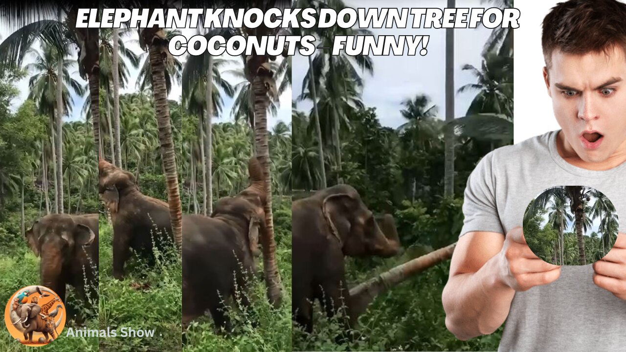 Elephant Knocks Down Tree for Coconuts – Funny!