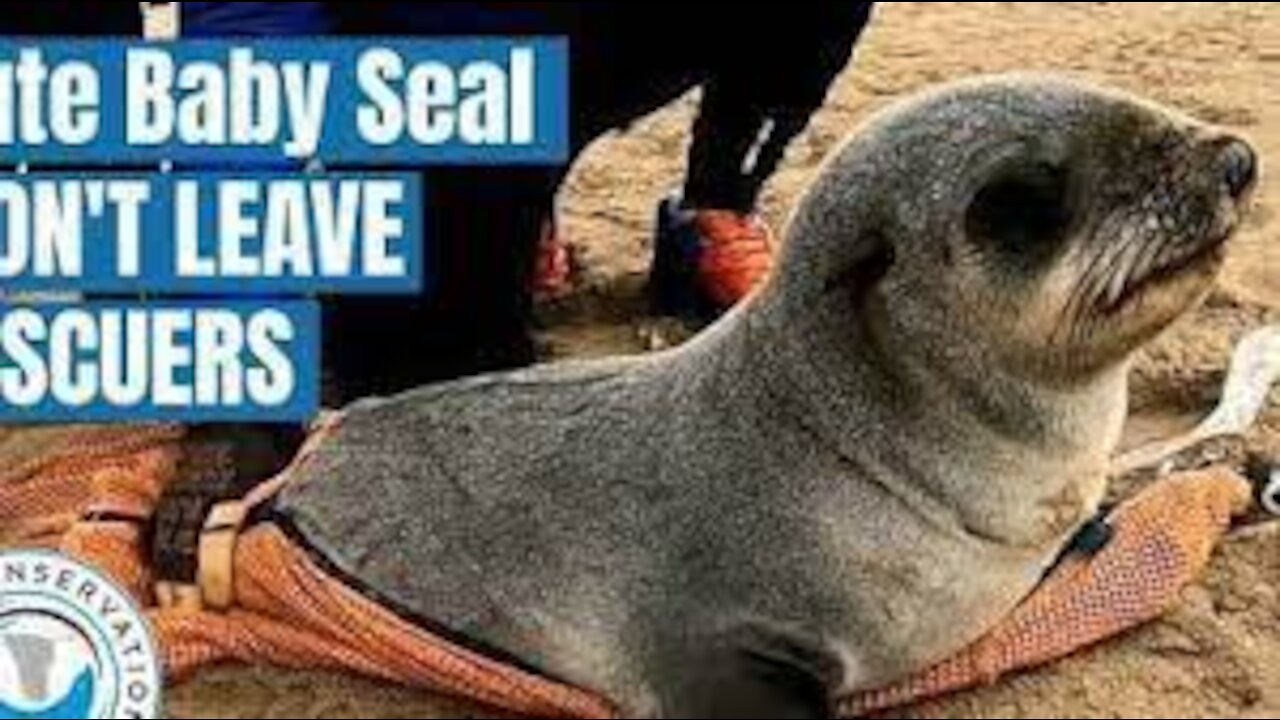 Cute Baby Seal Won't leave His Rescuers!